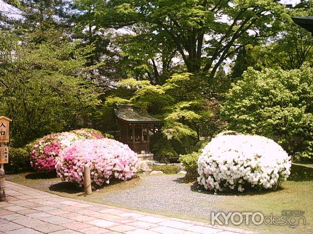 広隆寺　満開のつつじ