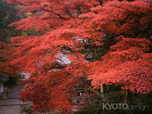 善峰寺　真っ赤に染まった紅葉