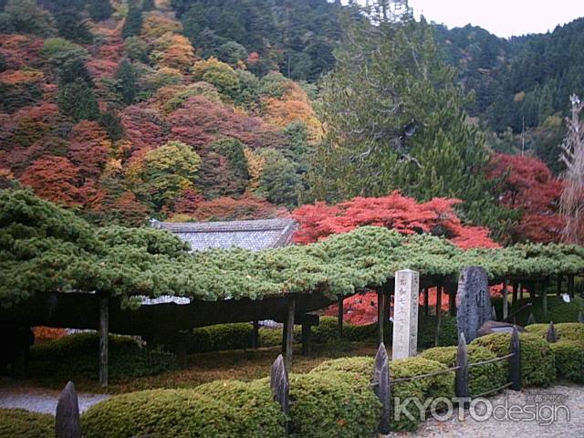 善峯寺　秋の遊龍の松