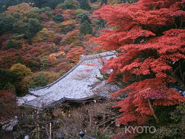 善峯寺の本堂と紅葉