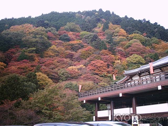 善峯寺　紅葉した山