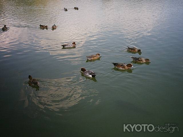 大覚寺　大沢の池のカルガモ