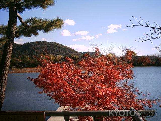 大覚寺　大沢池と紅葉