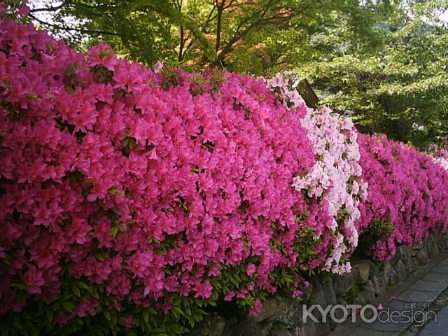 天龍寺　満開のつつじ