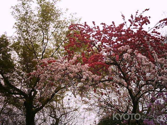 天龍寺　桜