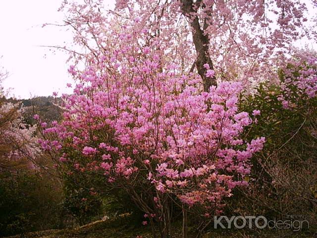 天龍寺の桜