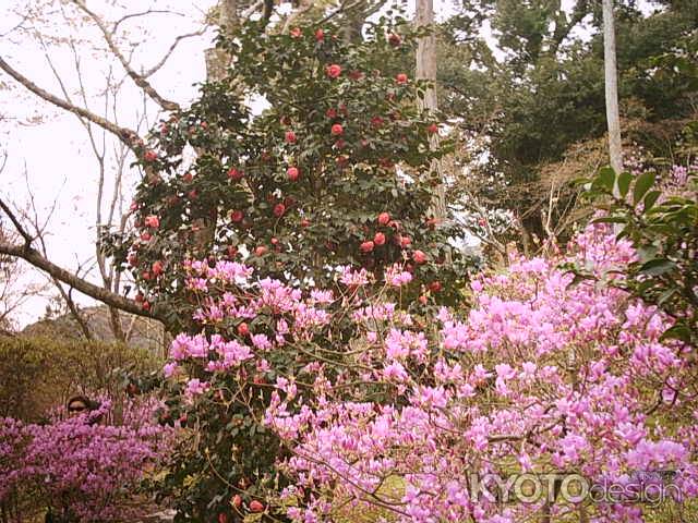 天龍寺　花