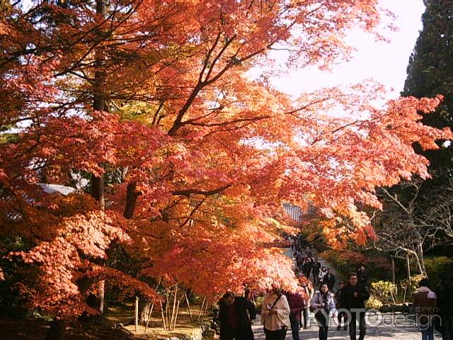 二尊院の紅葉