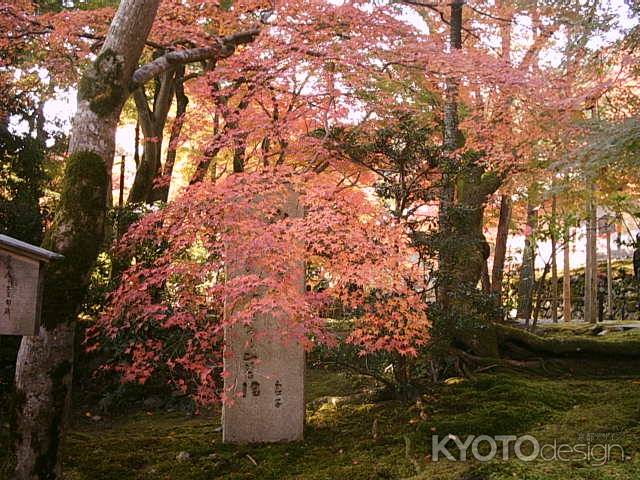 二尊院　紅葉