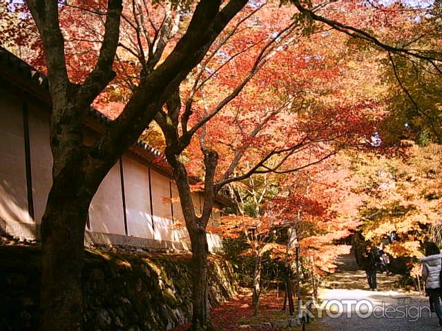 二尊院　紅葉のトンネル