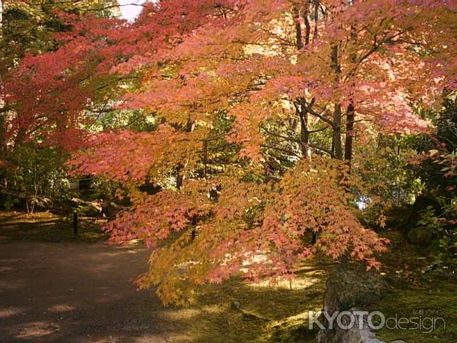 紅葉の二尊院