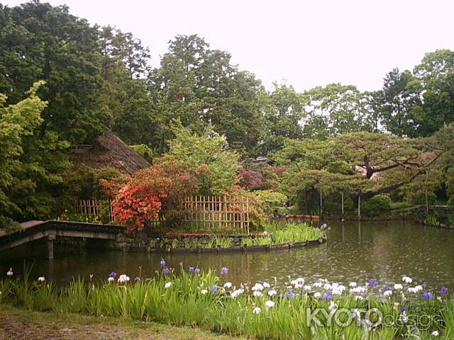 梅宮大社　東神苑の花菖蒲