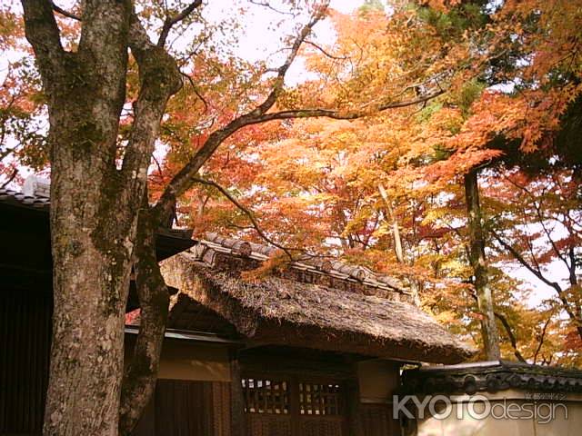 宝厳院の紅葉