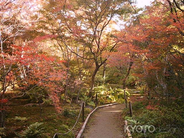 宝厳院　紅葉の獅子吼