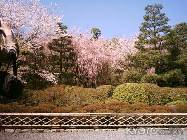 龍安寺の桜