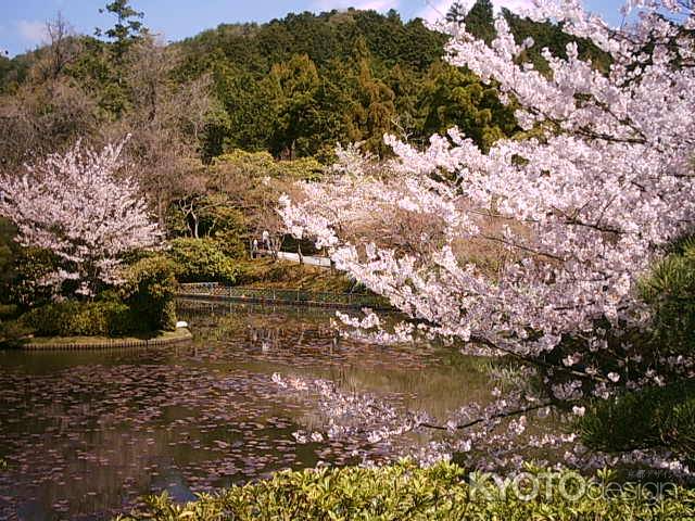 龍安寺　桜と鏡容池