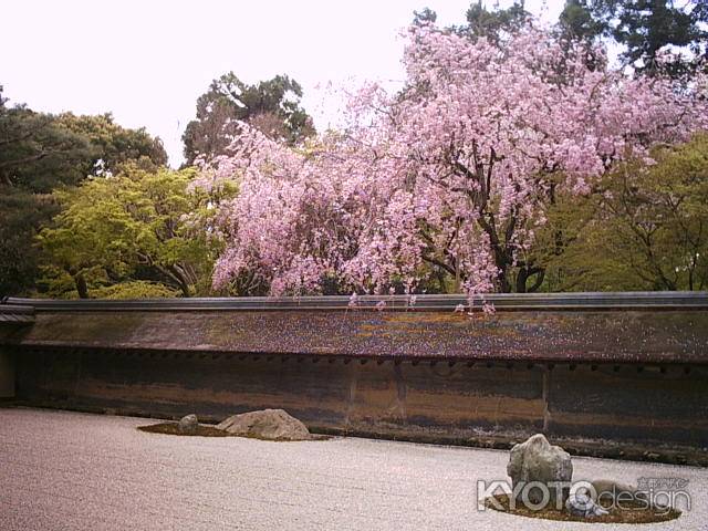 龍安寺　桜と方丈庭園