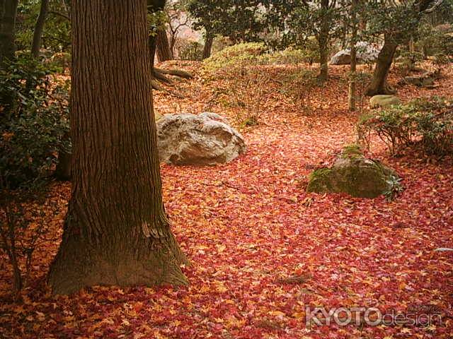 龍安寺　落ち葉のじゅうたん