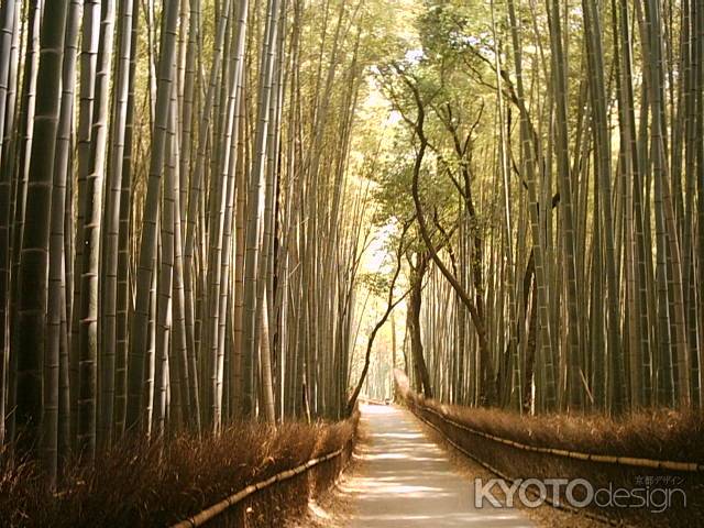 嵐山の竹林