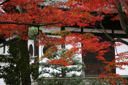 東福寺経蔵と鮮やかに紅葉した木々