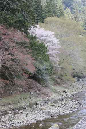 山桜と川