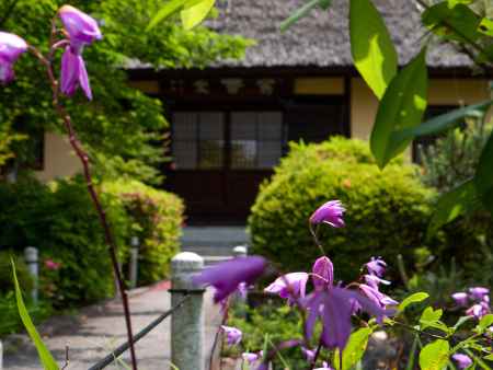 瑞光寺のカキツバタ