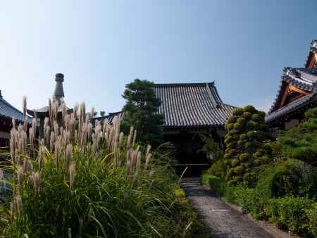 法華寺のすすき