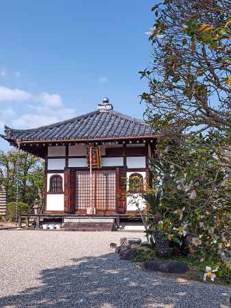 息長山 観音寺のツバキ