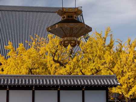 西本願寺の逆さ銀杏