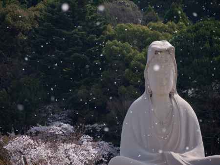 桜舞い散る霊山観音