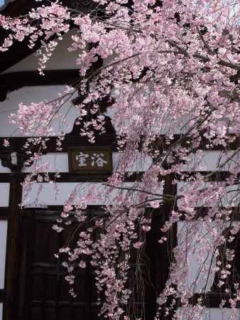 建仁寺　浴室前の枝垂れ桜