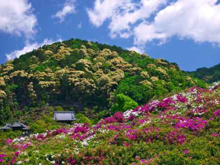 三室戸寺のつつじ