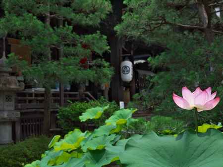 行願寺本堂前の蓮