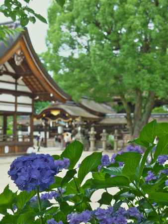 藤森神社と紫陽花