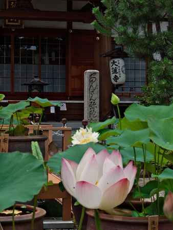 引接山極楽院大蓮寺の蓮