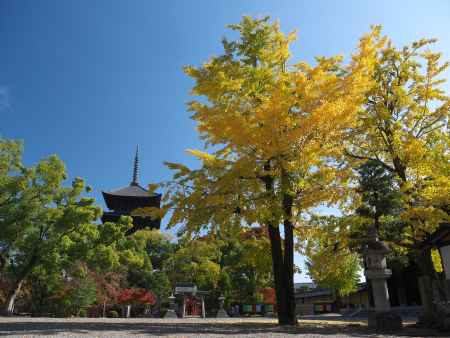 東寺の鎮守八幡宮前の銀杏と五重塔