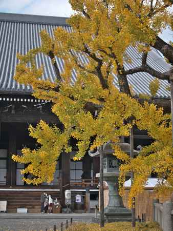 西本願寺の逆さ銀杏1