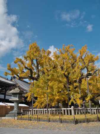 西本願寺の逆さ銀杏3