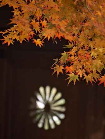 一休寺の菊花の紋章を彩る紅葉