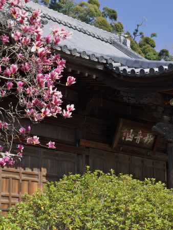 観音寺の紫木蓮