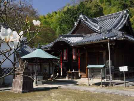 観音寺のモクレン