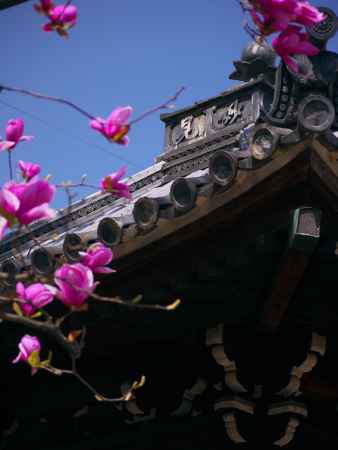 本教寺の紫木蓮