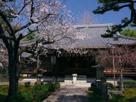 安楽寿院の桜