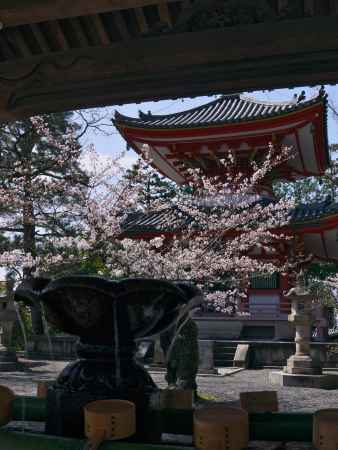 知恩院多宝塔の桜