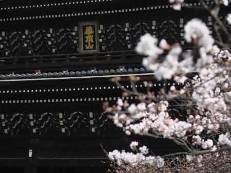 知恩院三門と桜