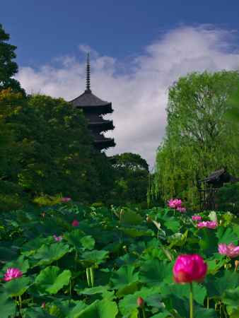 東寺五重塔と蓮