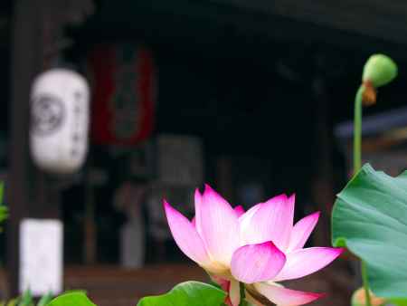 革堂行願寺のハス