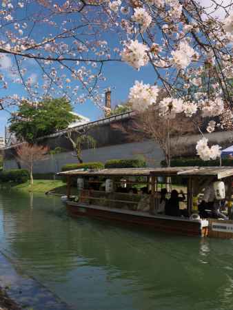 十石船と桜