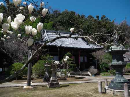 山崎聖天のモクレン