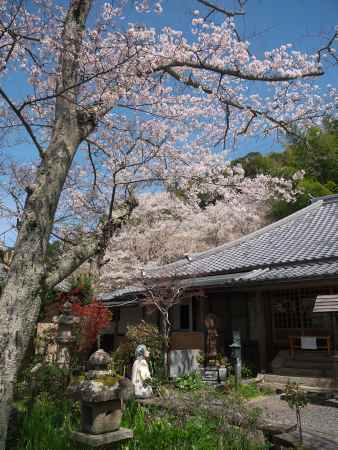 地蔵禅院本堂と桜